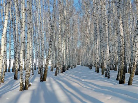 Birch Trees Forest Snow Winter Winter Winter Trees Birch Tree