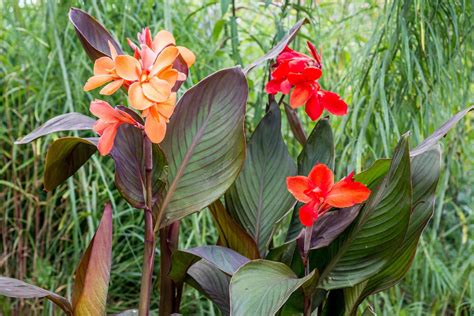 How To Grow And Care For Canna Lily Canna Spp