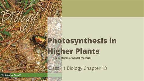 Photosynthesis In Higher Plants Class 11 Biology NCERT Chapter 13