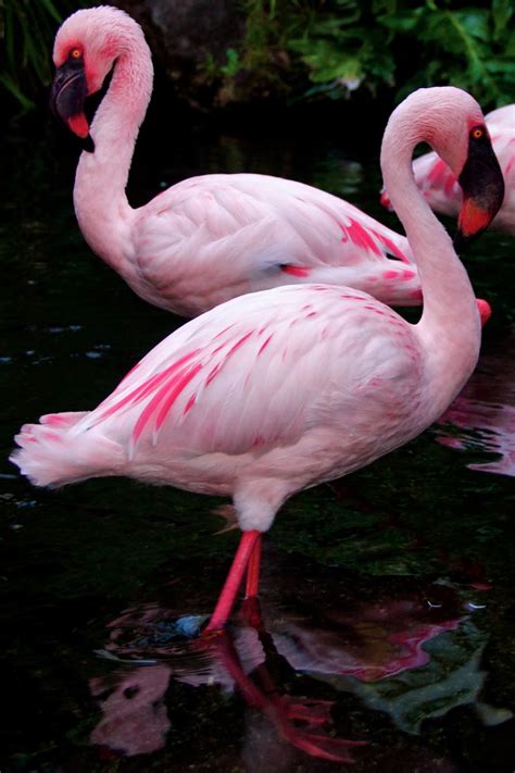 Pink Flamingo Bing Images