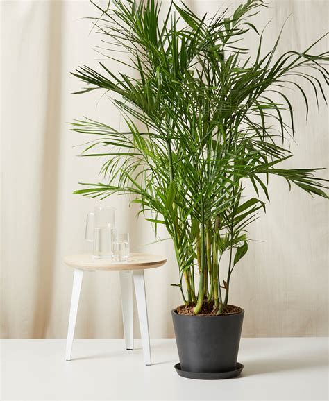 Buy Large Potted Bamboo Palm Indoor Plant Bloomscape