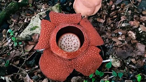 The Biggest Flower In The Worldthis Is Rafflesia Keithii Youtube