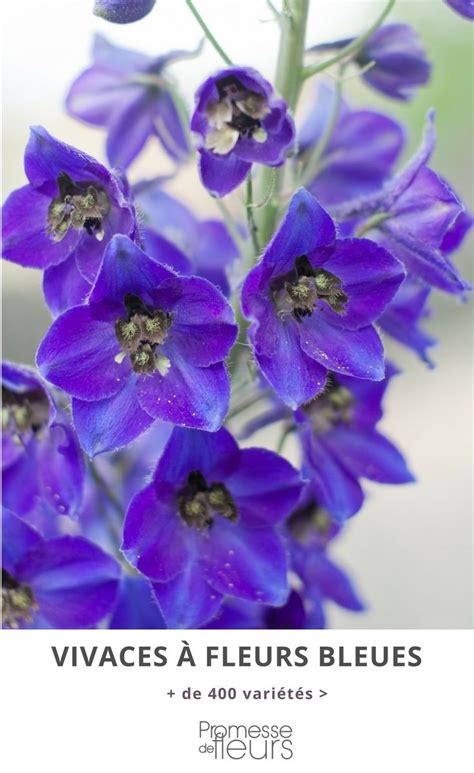 Les Plantes Vivaces à Fleurs Bleues évoquent Le Calme La Fraîcheur Le