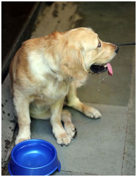Free Photo Dog Drinking Water