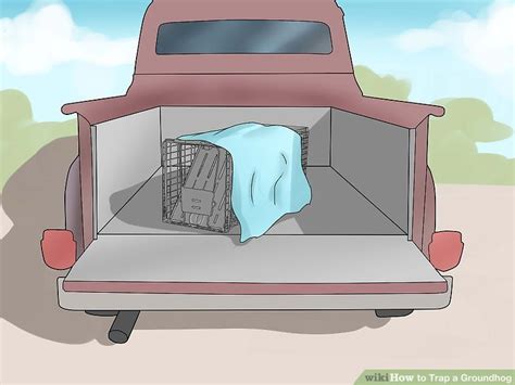 Place the bait right at the end of the trap, so groundhogs must walk the entire distance. How to Trap a Groundhog: 12 Steps (with Pictures) - wikiHow