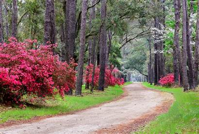 Rhododendron Viewes Trees Way Park Plants Wallpapers