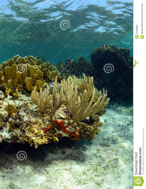Coral And Sea Life In A Beautiful Underwater Seascape