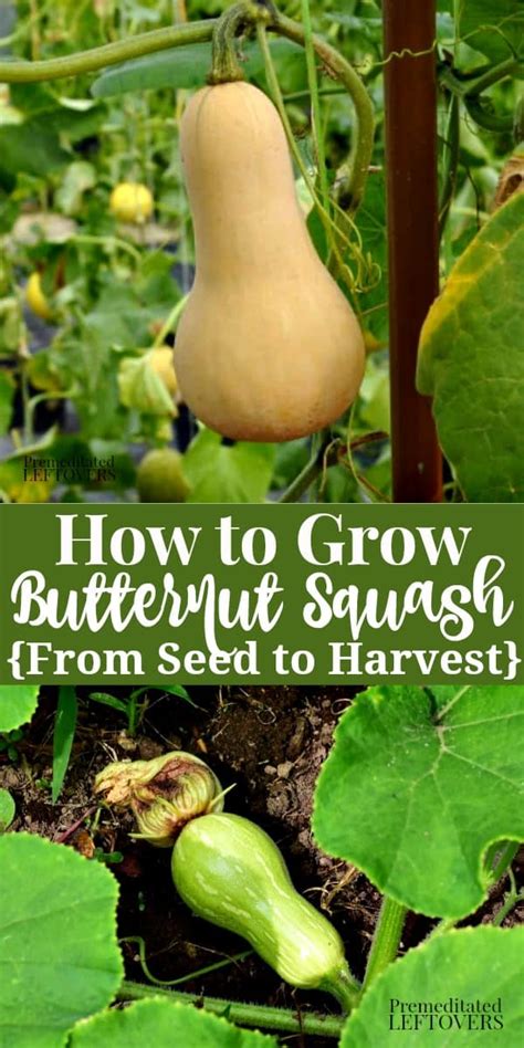 How To Grow Butternut Squash From Seed To Harvest