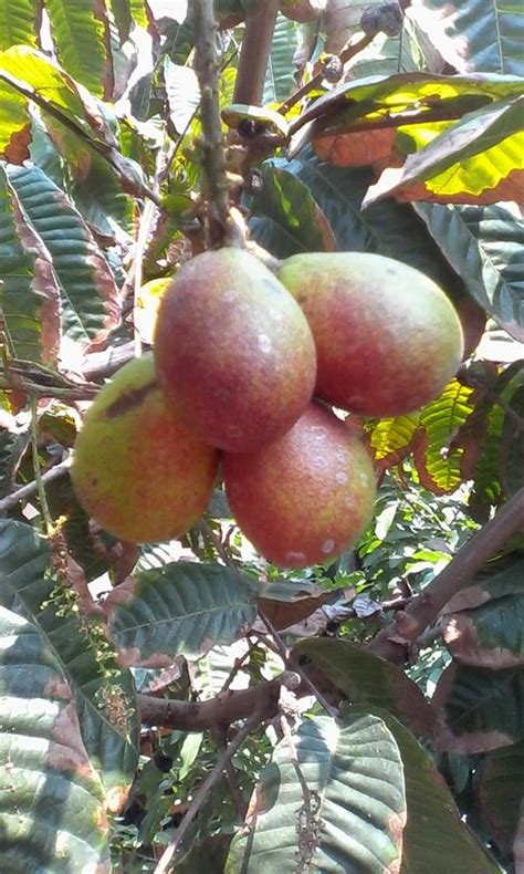 buah matoa  khasiatnya  kesehatan tanaman langka