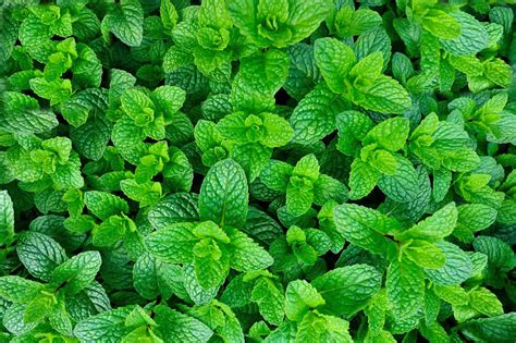 5 Best Herbs To Grow In A Shady Garden