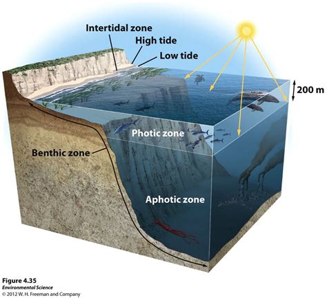 Marine Biomes Diagram Quizlet