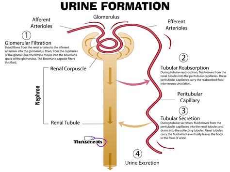 8 Facts About The Urinary System Every Nursing Student Should Know