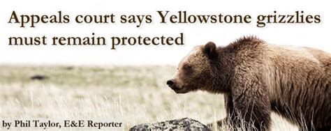 Appeals Court Says Yellowstone Grizzlies Must Remain Protected Wyofile