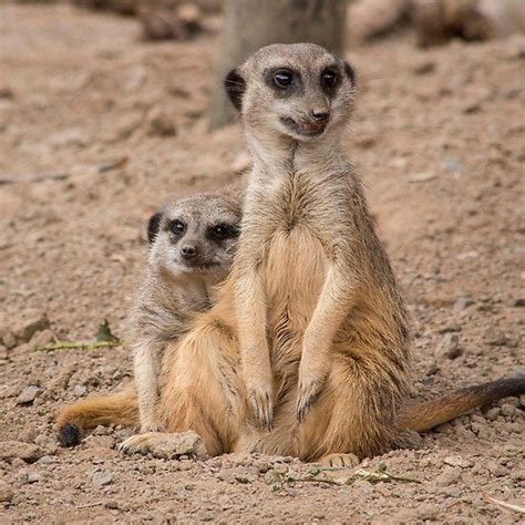 African Animals Male And Female Meerkats African Babies African