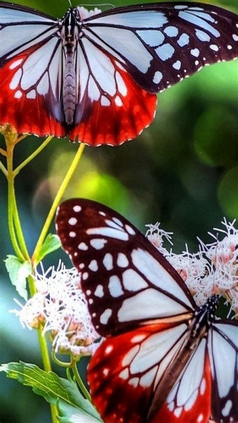 Butterfly Pictures Wallpaper For Android 2021 Android Wallpapers