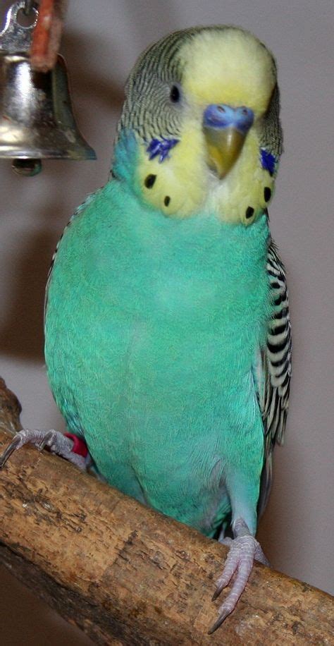27 Best Budgerigar Images Budgies Parakeets Parrots