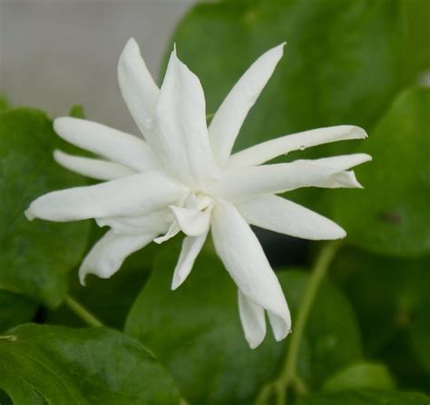 If you're trying to coax a little tropical variety into your outdoors space, you'll definitely want to consider jasminum sambac! Rare Fragrant Arabian Jasmine ~ Jasminum Sambac ~ 'Belle ...