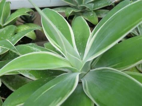 Limit watering to when the soil feels dry since overwatering is harmful to these plants. Agave attenuata 'Ray of Light' PP 21854 - Boething ...