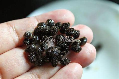 Berikut cara menanam kacang tanah agar lebih berisi. Projek Menyemai Anak Betik Tahun 2015 - Azie Kitchen