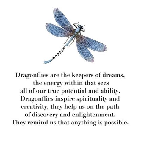Pin On Dragonfly Quotes