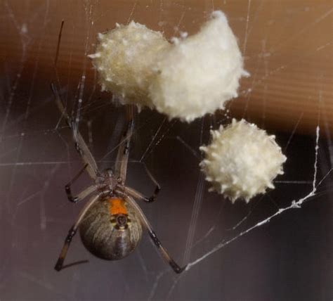 Brown Widow Spiders Arrow Pest Service Panama City Fl Arrow Pest