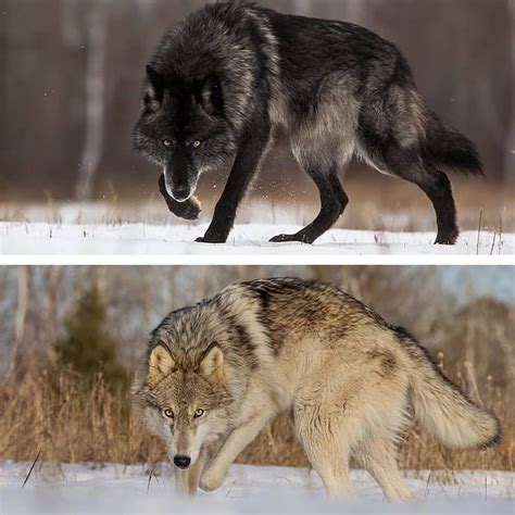 Image May Contain Text Wolf Poses Animals Beautiful Wolf Photos