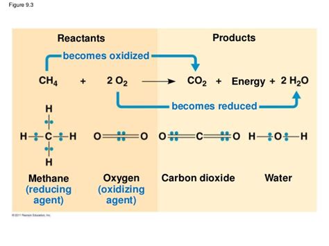 Revise what happens during cellular respiration with bbc bitesize gcse combined science. Ap bio chp 9 cellular respiration and fermentation