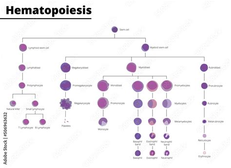 Hematopoiesis Differentiation Of Blood Cell Types Infographic Stem Cell