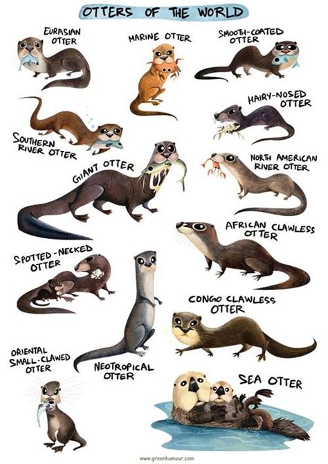 Otters Of The World By Rohan Chak Of Green Humour Available On