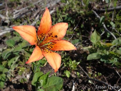 Wood Lily Prairie Lily Saskatchewan Lily By Jessedykephotography