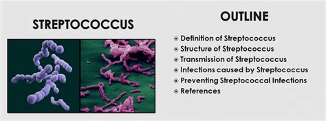 Streptococcus Powerpoint Do A Biology