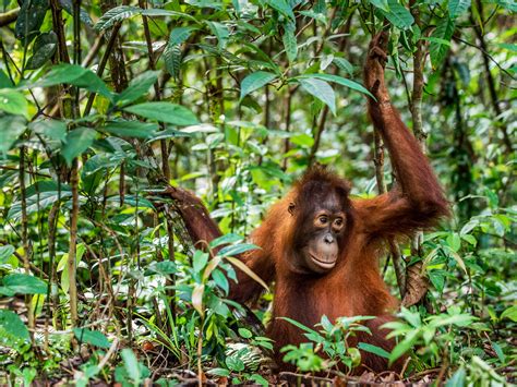 Why Borneo Is A Must For Animal Lovers Travel Insider