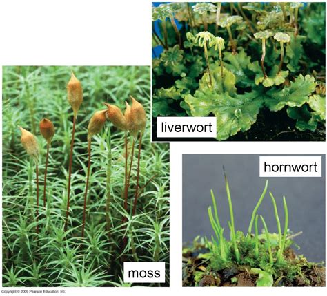 Types Of Seedless Vascular Plants