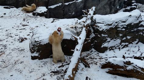 Polar Bear Plays Hide And Seek Exhibit Eisb R Finja Spielt B R Vienna