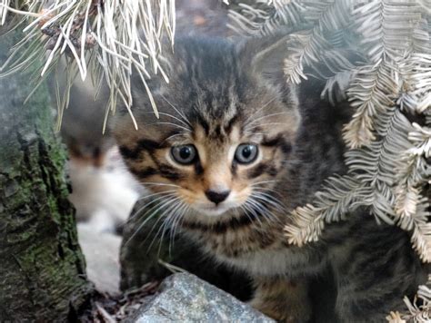 Super Cute Wildcat Kittens Arrive Into The World At Highland Wildlife