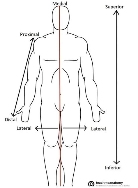 Anatomical Terms Of Location