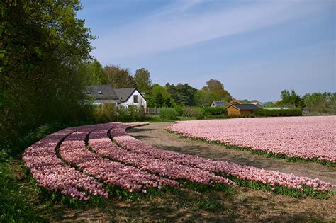 Ш., 5 ° 34 ' в. Фото Нидерланды Egmond Природа Розовый Тюльпаны Поля ...