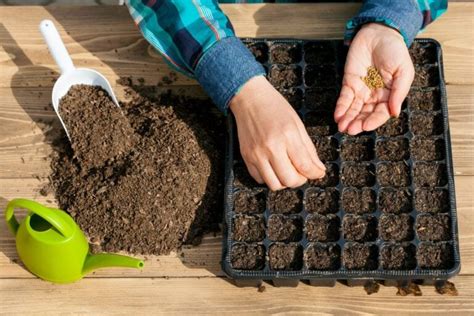 Winter Sowing Seeds How To And The Benefits Explained Flourishing Plants