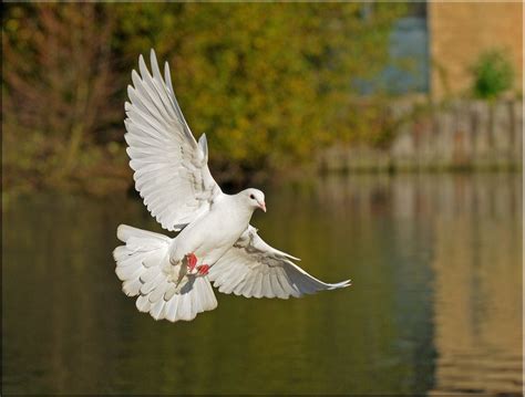 White Dove Flies Beautiful Birds Bird Photography Nature Photography