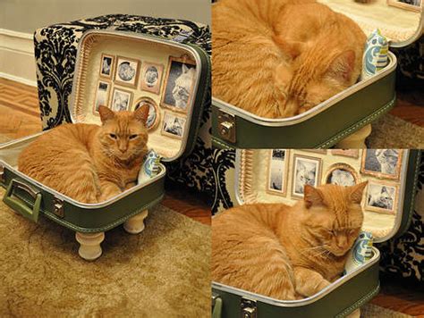 Pet Luggage Loungers Diy Cat Suitcase Bed
