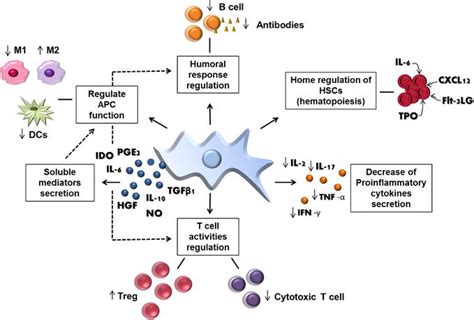Alternative Immune Mediated Based Methods In The Aplastic Anemia