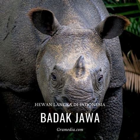 Daftar Hewan Langka Di Indonesia Dilengkapi Gambar Dan Penjelasannya