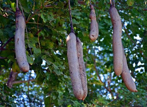 Check spelling or type a new query. All you need to know about the sausage tree. | Our Blogs ...