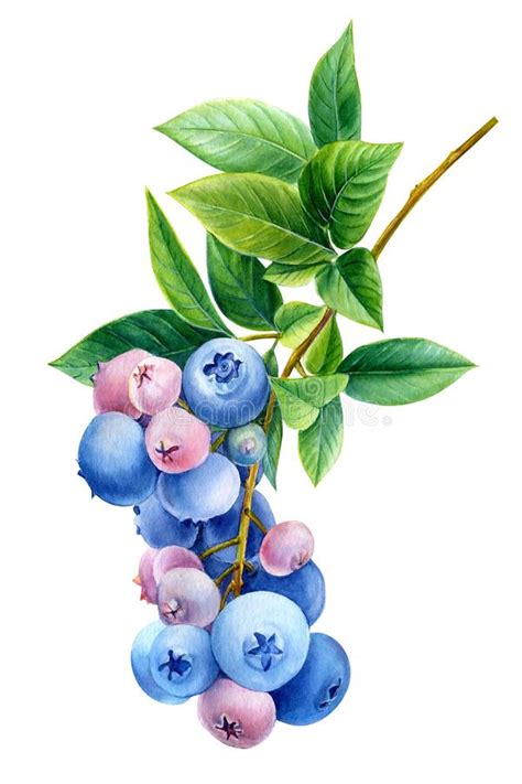 Branch Of Berries Blueberries Watercolor Illustration Botanical
