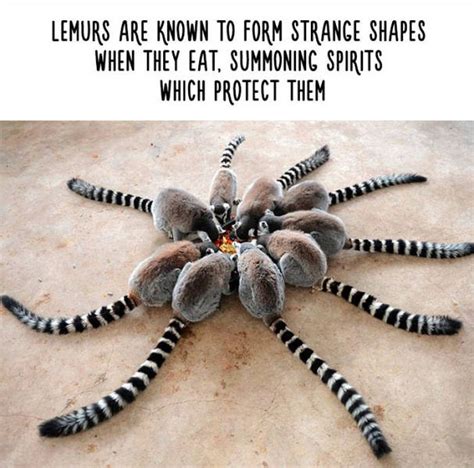 Funny Facts That Will Change The Way You See Animals Animals