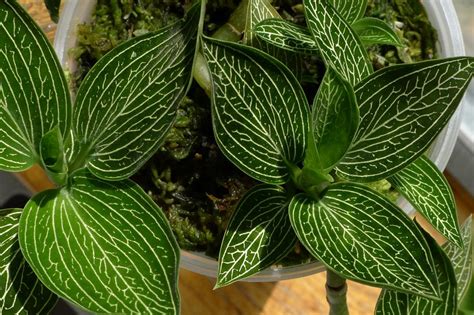 I keep telling myself that i shouldn't, but i keep looking at them anyways! Jewel Orchid (Ludisia Discolor) - How to Grow and Care for ...