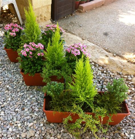 Planting In Pots Evergreens Autumn Time In 2024 Container Plants