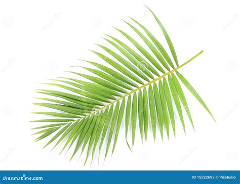 Palm Branch Stock Image Image Of Isolated Background 15522693