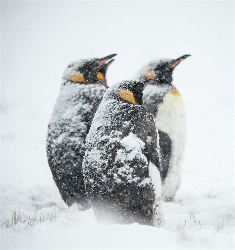 King Penguins In The Snow In South By Elmvilla