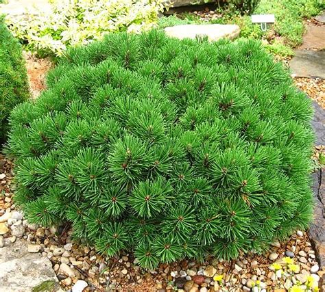 Dwarf Mugo Pine 1 M High 2 M Spr A Dwarf Low Growing Pine With Dark